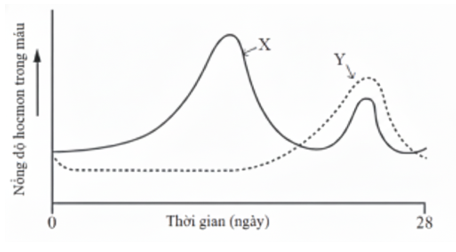Một biểu đồ mô tả sự thay đổi nồng độ hai hormone X và Y trong máu của phụ nữ theo chu kì kinh nguyệt:  (ảnh 1)