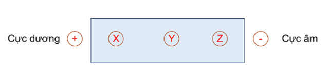 Cho dung dịch pH = 6 gồm glycine, lysine và glutamic acid được kí hiệu ngẫu nhiên là X, Y, Z. Đặt dung (ảnh 1)
