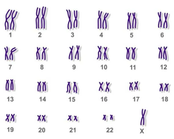 Trong phương pháp nghiên cứu NST người, các nhà nghiên cứu thường lấy tế bào bạch cầu của người (ảnh 1)