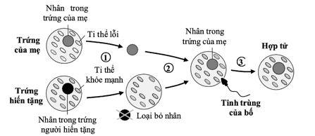 Bệnh tiểu đường ti thể là một loại bệnh tiểu đường đặc biệt do đột biến DNA ti thể gây ra (ti thể lỗi) (ảnh 1)