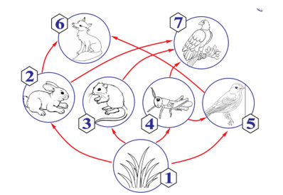 Hình mô tả lưới thức ăn ở hệ sinh thái đồng cỏ:   Nhận định sau đây về hình trên là đúng? (ảnh 1)