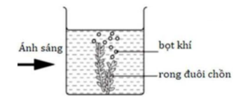 Hình bên mô tả thí nghiệm về quá trình chuyển hóa vật chất và năng lượng của cây Rong đuôi chồn (Ceratophyllum). (ảnh 1)