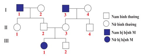 Khảo sát sự di truyền bệnh M ở người qua ba thế hệ như sau (ảnh 1)