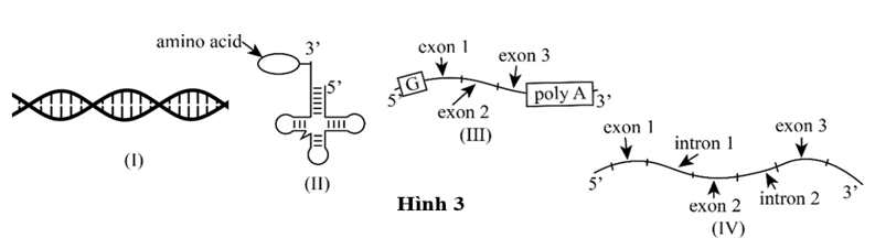 Cho một số phân tử nucleic acid thuộc tế bào nhân thực có cấu trúc được thể hiện ở Hình 3 dưới đây: (ảnh 1)
