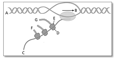 Hình sau mô tả quá trình phiên mã và dịch mã xảy ra trong vùng mã hóa của một gene ở sinh vật nhân sơ. (ảnh 1)