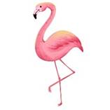 Động Vật Hoạt Hình Minh Họa Chim Hồng Hạc | Công cụ đồ họa PSD Tải xuống miễn phí - Pikbest