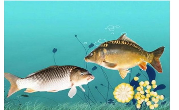 Kiểu gene của cá chép không vảy là Aa, cá chép có vảy là aa. Kiểu gene AA làm trứng không nở. Tính theo lí thuyết, phép lai giữa các cá chép không vảy sẽ cho tỉ lệ kiểu hình ở đời con là: (ảnh 1)