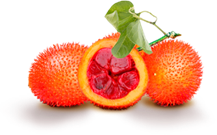 Khéo tay chọn gấc ngon