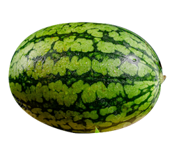 Hình ảnh Trái Cây Mùa Hè Xanh Dưa Hấu PNG , Trái Cây, Dưa Hấu, Màu Xanh Lá PNG trong suốt và Vector để tải xuống miễn phí