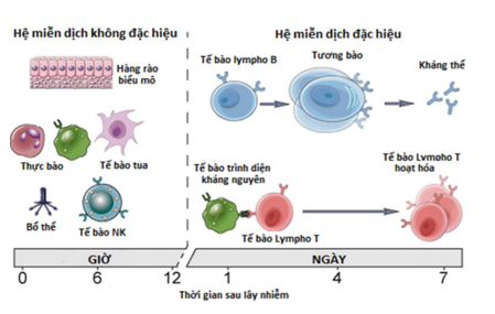 Nhận định nào sau đây về miễn dịch không đặc hiệu là sai?  (I) Có cả ở động vật có  (ảnh 1)