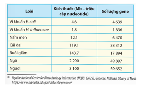 Hệ gene của người có kích thước lớn hơn hệ gene của Ecoli khoảng 1000 lần, trong (ảnh 1)
