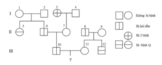 Sơ đồ phả hệ dưới đây mô tả sự di truyền hai căn bệnh ở người. (ảnh 1)