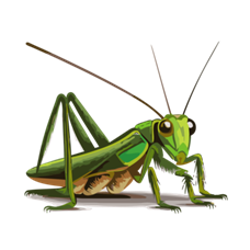 Hình ảnh Dế PNG, Vector, PSD, và biểu tượng để tải về miễn phí | pngtree