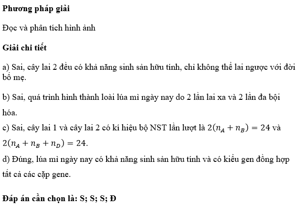 Sơ đồ bên mô tả quá trình hình thành loài lúa mì ngày nay. Nghiên cứu sơ đồ và cho biết tính Đúng/Sai của các nhận định sau? (ảnh 1)