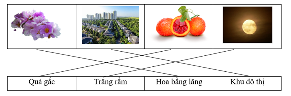 Nối từ với hình thích hợp:  	 	 	  			 Quả gấc	Trăng rằm	Hoa bằng lăng	Khu đô thị (ảnh 1)