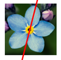 Khẳng định nào là đúng về bông hoa lưu ly dưới đây? (ảnh 2)