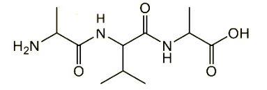 Cho peptide X có cấu tạo như hình sau: Cho các nhận định sau: (ảnh 1)