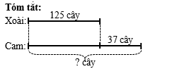 Vườn nhà Hoa có 125 cây xoài. Số cây cam nhiều hơn số cây xoài là 37 cây. Hỏi vườn nhà Hoa có bao nhiêu cây cam? (ảnh 1)