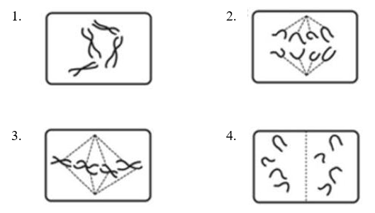 C&aacute;c h&igrave;nh dưới đ&acirc;y m&ocirc; tả giản lược về một số giai đoạn trong qu&aacute; tr&igrave;nh nguy&ecirc;n ph&acirc;n. Thứ tự đ&uacute;ng của c&aacute;c giai đoạn n&agrave;y l&agrave;: (ảnh 1)