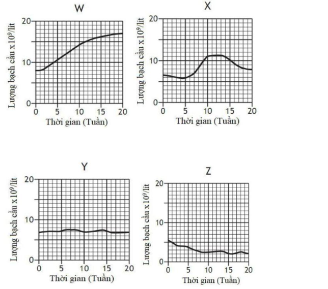X&eacute;t nghiệm m&aacute;u để đo số lượng bạch cầu (leucocytes) thường được sử dụng để chỉ ra t&igrave;nh trạng nhiễm tr&ugrave;ng hoặc bệnh tật. (ảnh 1)