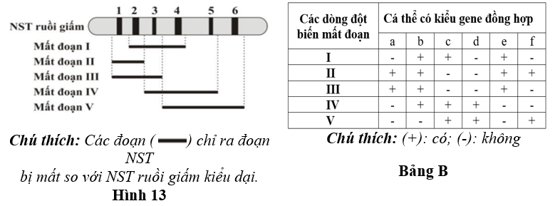 Hình 13 mô tả một đoạn NST từ tế bào tuyến nước bọt của ấu trùng ruồi giấm có 6 băng (kí kiệu từ 1 đến 6) tương ứng với 6 locus gene khác nhau chưa biết trật tự trên NST (kí hiệu từ A đến F).  (ảnh 1)