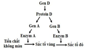Ở một loài thực vật, sự hình thành màu hoa chịu sự chi phối của 3 locus A, B và D. Gene D tổng hợp ra protein D, khi có protein này thì các gene A và B mới có thể tạo ra enzyme. (ảnh 1)