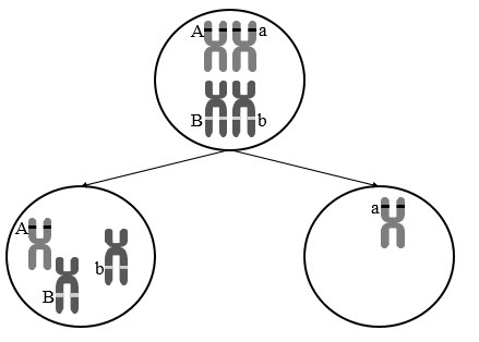 Một tế bào sinh tinh của cơ thể có kiểu gene AaBb đang thực hiện giảm phân I như hình dưới đây. Theo lí thuyết, trong số các giao tử được tạo ra khi kết thúc (ảnh 1)