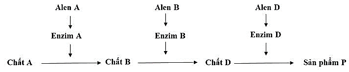 Ở người, xét 3 gene nằm trên 3 cặp nhiễm sắc thể thường, các allele A, B, D (trội hoàn toàn) quy định các enzyme khác nhau cùng tham gia vào quá trình chuyển hóa các chất trong cơ thể,  (ảnh 1)