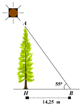 Như vậy phương án D là khẳng định đúng. (ảnh 1)