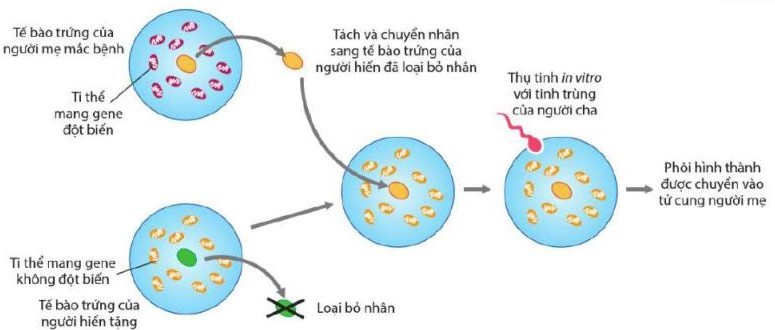 phân tích hình ảnh phương pháp sinh em bé “3 cha mẹ” từ người mẹ mắc bệnh (A), bố (B) và người hiến tặng (C) Nhận định nào sau đây đúng? (ảnh 1)