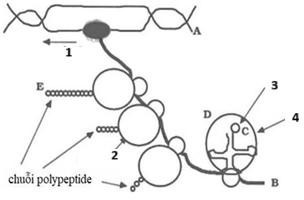 Phân tích hình ảnh, nhận định đúng là (ảnh 1)