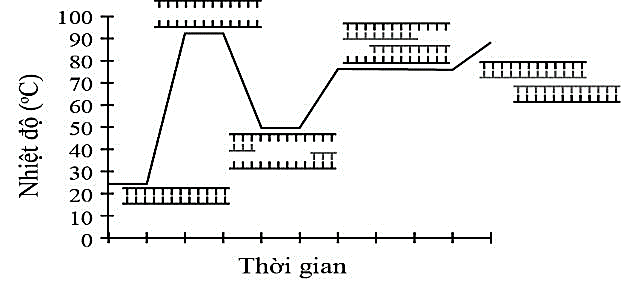 PCR là một kĩ thuật sinh học phân tử dựa trên cơ chế là sự tái bản DNA, nhằm nhân bản một số lượng lớn bản sao trình tự DNA ban đầu trong phòng thí nghiệm.  (ảnh 1)
