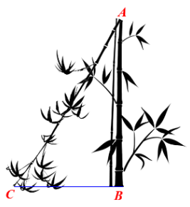Một c&acirc;y tre cao 9 m bị gi&oacute; b&atilde;o l&agrave;m g&atilde;y ngang th&acirc;n, tạo th&agrave;nh một g&oacute;c \(32^\circ \).   Hỏi điểm g&atilde;y \[A\] c&aacute;ch gốc \[B\] khoảng bao nhi&ecirc;u m&eacute;t? (Kết quả l&agrave;m tr&ograve;n đến h&agrave;ng đơn vị) (ảnh 1)