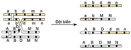 Một loài thực vật lưỡng bội sinh sản hữu tính, xét cặp nhiễm sắc thể số 1 chứa các cặp gen A, a; B, b; D, d; M, m; N,   (ảnh 1)