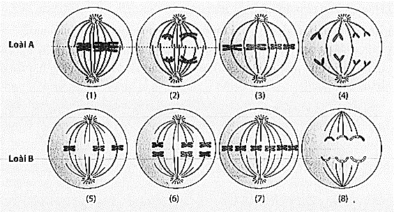Quan sát quá trình phân bào của một số tế bào thuộc loài A và loài B thu được một số hình ảnh sau:  Phát biểu nào sau đây đúng? (ảnh 1)