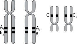 Hình vẽ bên mô tả 2 cặp NST thường đã nhân đôi trong giảm phân. Các allele của 3 gene (A, B và C) được kí hiệu ở hình bên. Giả thuyết 1 tế bào sinh dục cái ở gà chứa cặp NST trên. (ảnh 1)