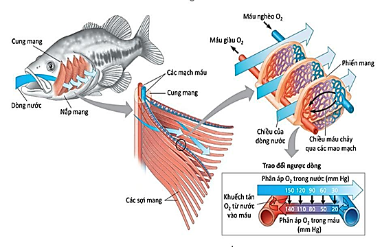 Hình dưới đây mô tả quá trình hô hấp của cá xương. Quan sát hình và cho biết nhận định  nào sau đây đúng? (ảnh 1)