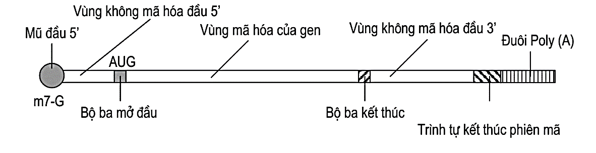 Cho hình ảnh sau về cấu trúc 1 phân tử được tổng hợp trong tế bào:  Hãy cho biết có bao nhiêu phát biểu sau đây đúng về phân tử này? (1) Đây là phân tử mRNA ở sinh vật nhân sơ. (ảnh 1)