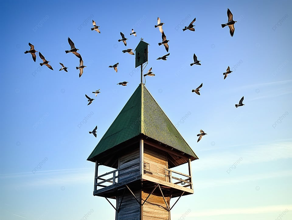 A. There are birds under the tower.  B. There are birds above the tower.  C. There are birds in front of the tower.  (ảnh 1)