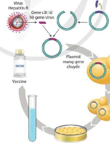 Phân tích quy trình sản xuất vaccin phòng bệnh viêm gan B ở người với tế bào nhận là tế bào nấm men, nhận định nào sau đây sai? (ảnh 1)