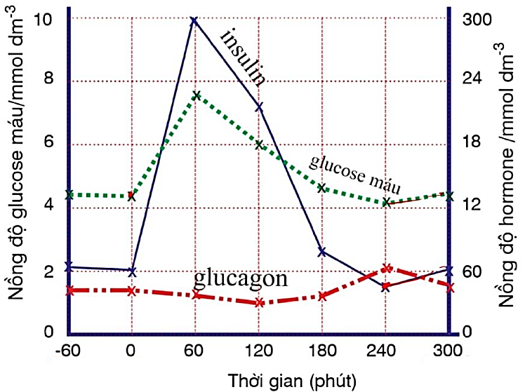 Một cuộc điều tra đã được thực hiện để xác định phản ứng của các tế bào tuyến tụy đối với sự gia tăng nồng độ glucose trong máu. Một người không được ăn hoặc uống bất cứ thứ gì khác ngoài nước trong 12 giờ  (ảnh 1)