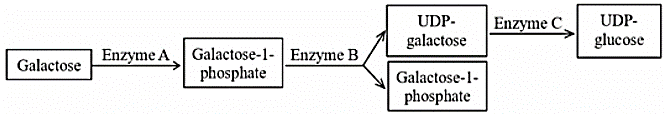 Ở người, bệnh galactosemia là bệnh rối loạn chuyển hóa do đột biến gene lặn trên nhiễm sắc thể thường gây thiếu hụt enzyme trong con đường chuyển hóa galactose thành UDP - glucose. (ảnh 1)