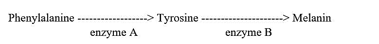 Ở người, cơ chế gây bệnh rối loạn chuyển hóa bẩm sinh phenylketo niệu (PKU) và bạch tạng được mô tả theo sơ đồ sau: (ảnh 1)