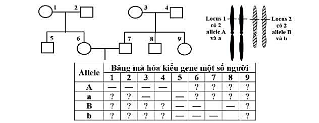 Ở người, cơ chế gây bệnh rối loạn chuyển hóa bẩm sinh phenylketo niệu (PKU) và bạch tạng được mô tả theo sơ đồ sau: (ảnh 2)