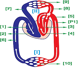Khi quan sát hình ảnh mô tả các bộ phận cấu tạo của tim ở ngời, có một bạn học sinh đưa ra một số nhận định sau:     (1) Huyết áp là áp lực máu lên mạch [5].  (2) Vận tốc máu thấp nhất ở [9] và [10]. (ảnh 1)