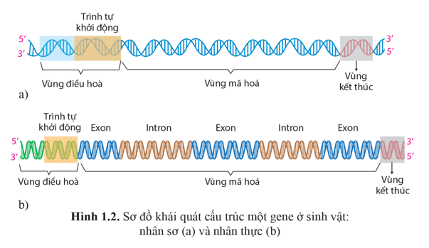 Hình dưới đây mô tả cấu trúc của một gene.   Gene này không có trong tế bào của sinh vật nào dưới đây? (ảnh 1)