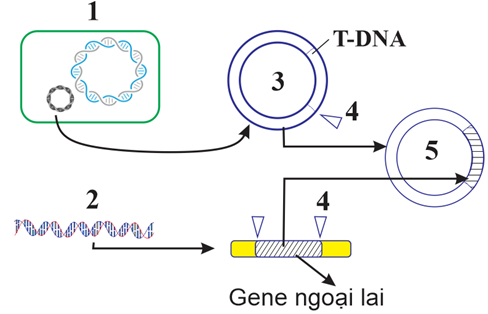 Một bạn học sinh quan sát hình mô tả một giai đoạn của nguyên lí tạo thực vật biến đổi gene và ghi chép vào sổ tay một số nhận định (từ A đến D). Theo lý thuyết, nhận định nào đúng? (ảnh 1)