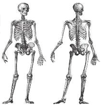 Which of the following is the main function of the human skeleton?   	A. Respiration	B. Support	C. Movement	D. Digestion (ảnh 1)