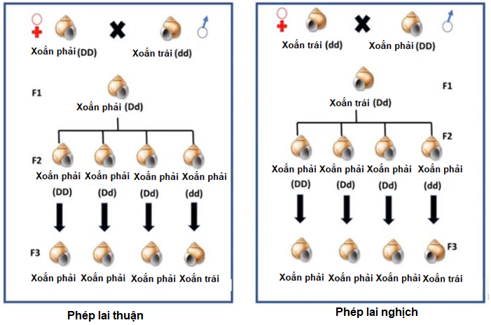 Ở loài ốc Limnaea Peregra, chiều xoắn vỏ của được qui định bởi một loại protein có trong tế bào chất của trứng, protein này được mã hóa bởi gene của mẹ (DD hoặc Dd  (ảnh 1)