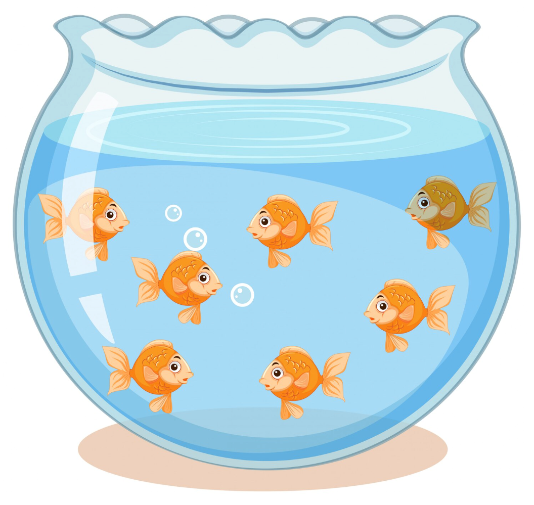 What is your favourite animal?  A. My favourite animal is fish.  B. My favourite animal is cat.  C. My favourite animal is giraffe.  (ảnh 1)